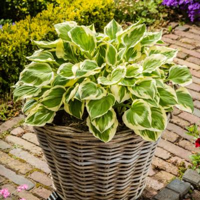 Hosta 'Diamond Tiara' Hosta 'Diamond Tiara'